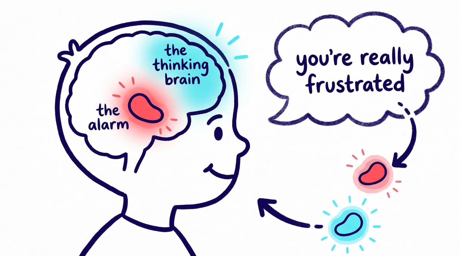 A child's head in profile: a red “alarm” glowing in the lower brain and a cyan “thinking brain” above it. A speech bubble reading “you're really frustrated” points back at the child, with the red alarm dimming and the cyan area brightening.